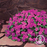 Impatiens Dazzler Series Lilac Splash Seed