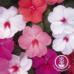 Impatiens Dazzler Series Peacock Mix Seed