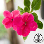 Impatiens Dazzler Series Punch Seed