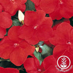 Impatiens Dazzler Series Red Seed