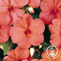 Impatiens Dazzler Series Salmon Seed