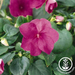 Impatiens Dazzler Series Violet Seed