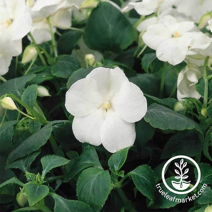 new guinea impatiens seeds