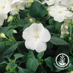 Impatiens Dazzler Series White Seed