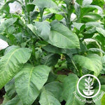 Indian Black Tobacco