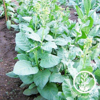 Isleta Pueblo Tobacco Seeds