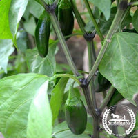 Organic Hot Pepper - Jalapeno