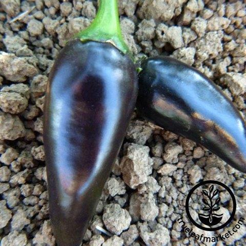 Jalapeno Purple Peppers - Non-GMO