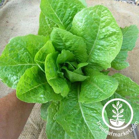 Sucrine Romaine Lettuce - The Plant Good Seed Company