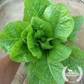 Organic Jericho Lettuce Seeds