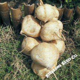 Jicama Seeds - Thai