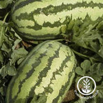 Watermelon Jubilee Seed