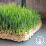 Jute Microgreens Grow Mats - 10x10 Wheatgrass growing