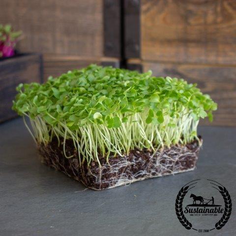 Curled Cress Seeds Organic 