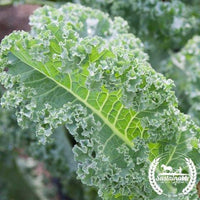 Organic Seeds — Lacinato Kale — San Diego Seed Company