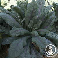 Kale Seeds - Dazzling Blue