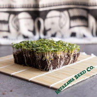 Broccoli Seeds - Chinese Broccoli - Kailaan - Microgreens Seeds