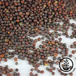 Kale - Lacinato - Microgreens Seeds Close up