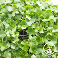 kale micro greens close up