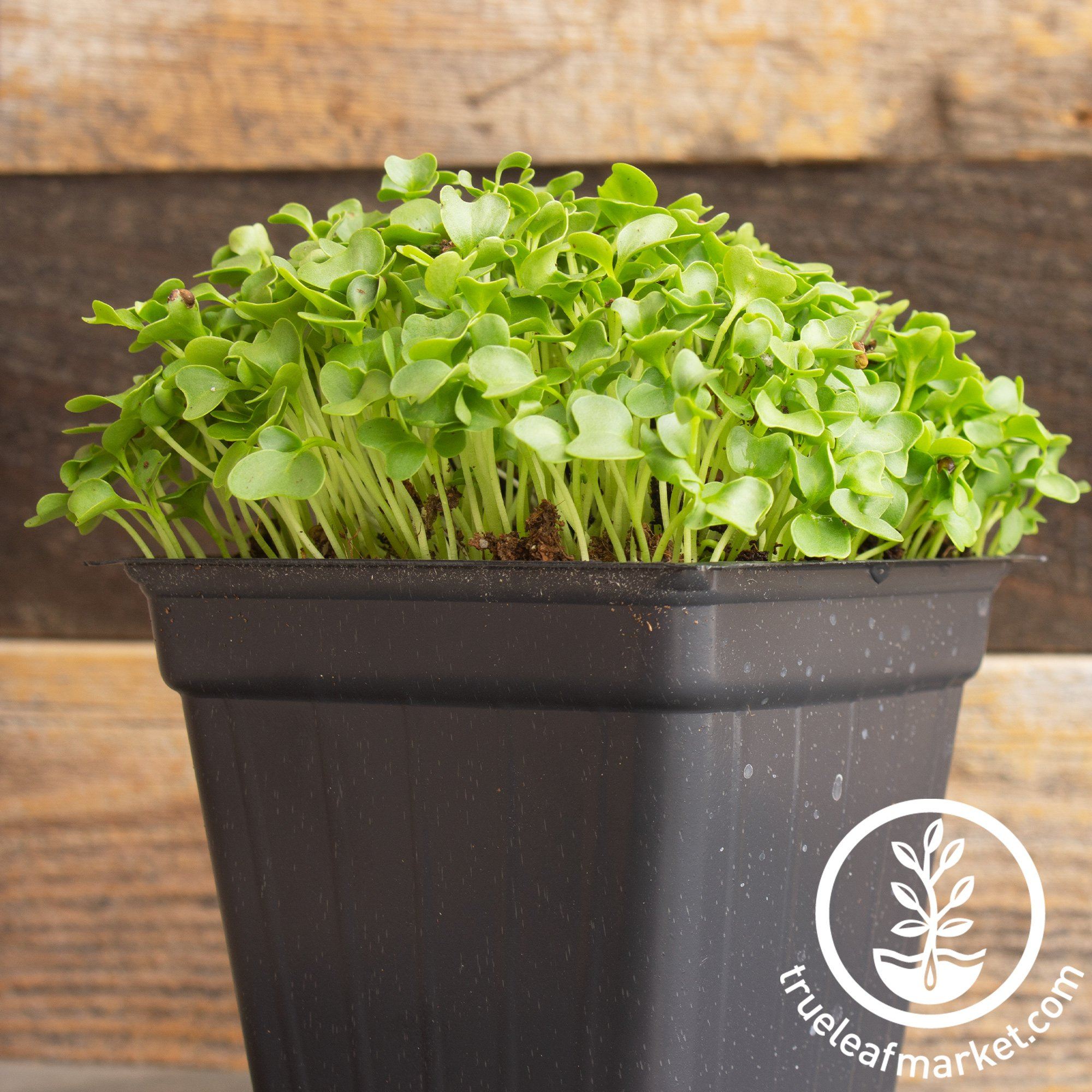 Sprouts and Microgreens Mini Cards — Good Gray