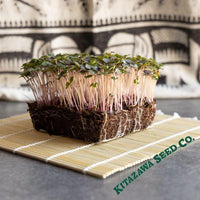 Kale Seeds - Red - Microgreens Seeds