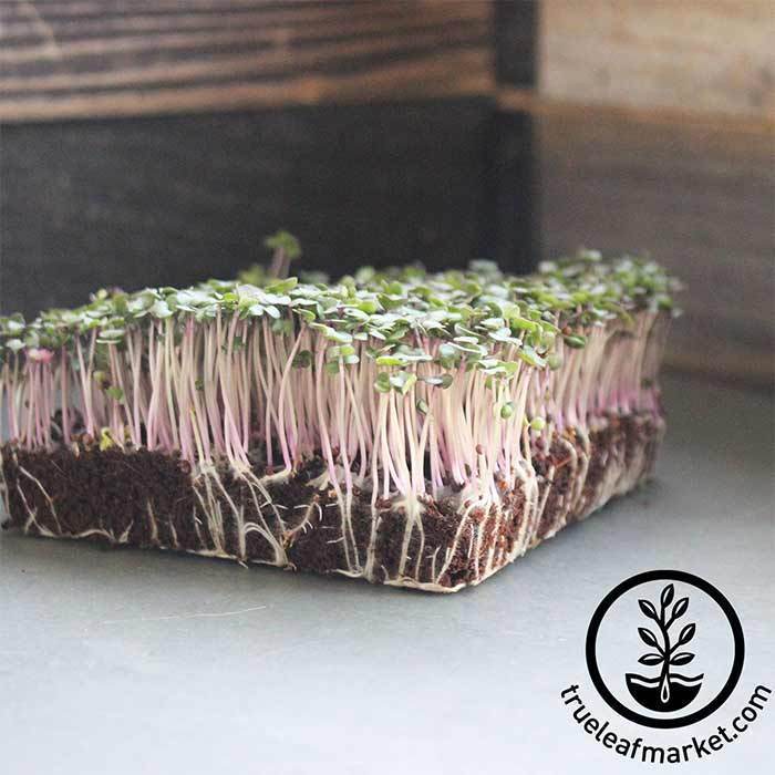 Sprouts and Microgreens Mini Cards — Good Gray