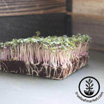 Red Russian Kale Microgreens