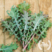 Organic Red Russian Kale Seeds