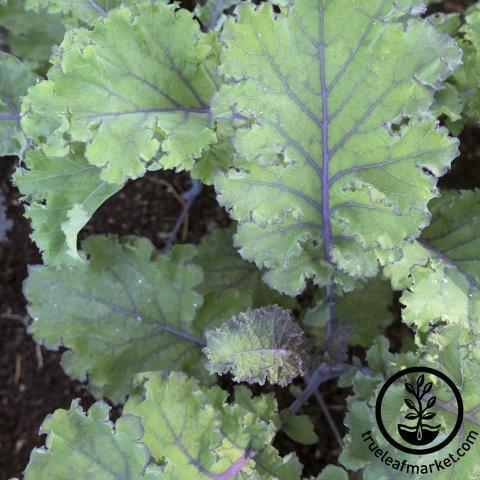 Kale Seeds - Scarlet