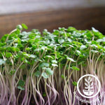 white russian kale microgreens stems