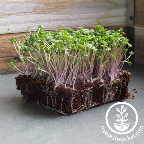 white russian kale microgreens