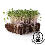 white russian kale microgreens white background