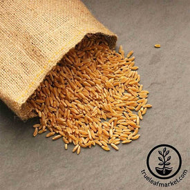 Kamut (Organic) - Bulk Grains & Foods