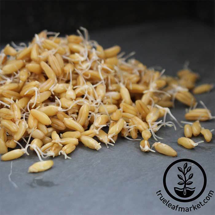 Organic Kamut sprouting seeds available from small quantity to bulk