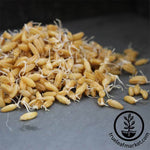Kamut (Organic) - Sprouting Seeds