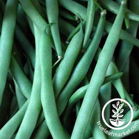 Kentucky Dreamer Bush Bean Seeds