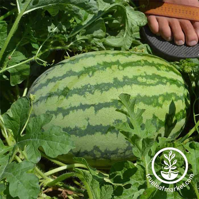 blue watermelon seeds