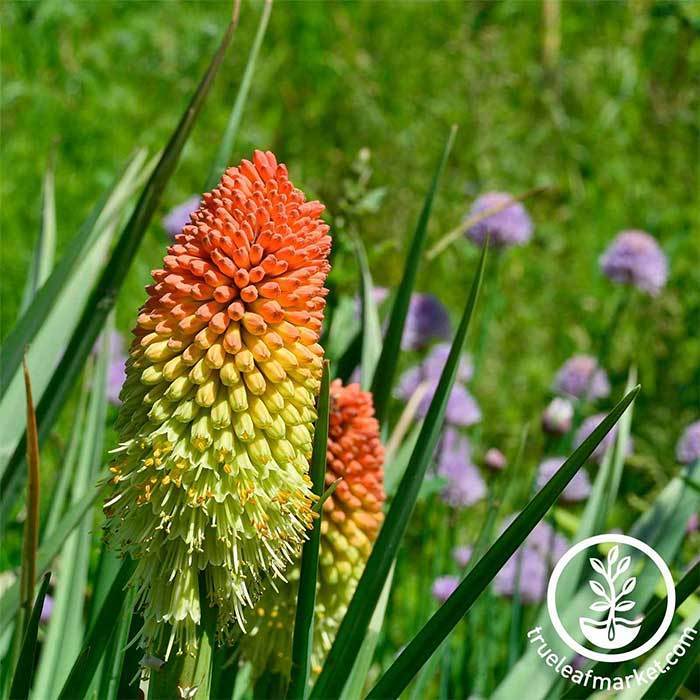 Kniphofia Flamenco Flower Seed