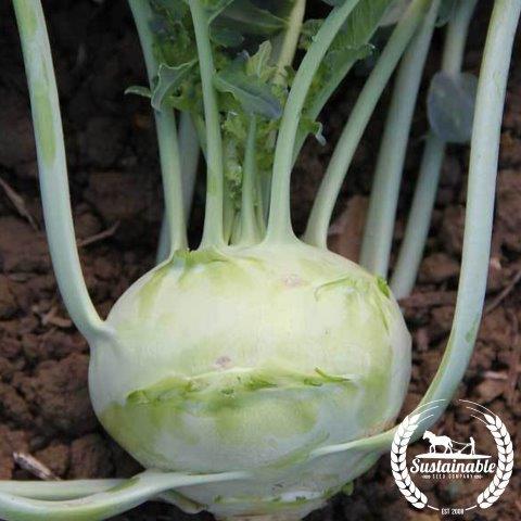 Organic Early Vienna White Kohlrabi Seeds