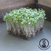 Kohlrabi - Early White Vienna - Microgreens Seeds