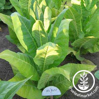 KY 8635 Tobacco Seeds