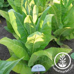 KY 8635 Tobacco Seeds