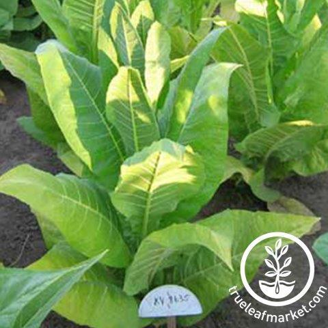 KY 8635 Tobacco Seeds