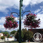 Double Arm - Round Stock Lamppost Hanger - Flowers Growing
