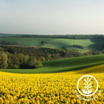 Rapeseed - Canola Field