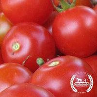 Tomato Large Red Organic Cherry Seed