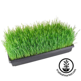 Full 1020 Greenhouse Tray of Grown Wheatgrass