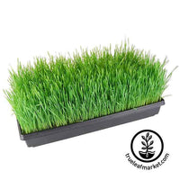 10" x 20" Growing Trays WITHOUT Holes for growing Wheatgrass and Microgreens