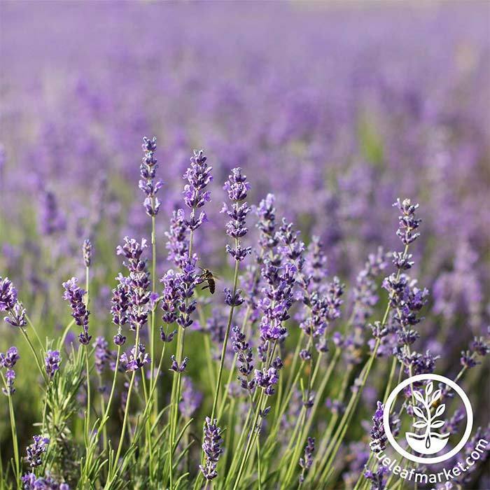 1400 English Lavender Seeds for Planting Indoors or Outdoors, 90%  Germination, to Give You The Lavender Plant You Need, Non-GMO, Heirloom  Herb Seeds