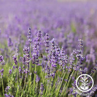 Lavender Common English Seed